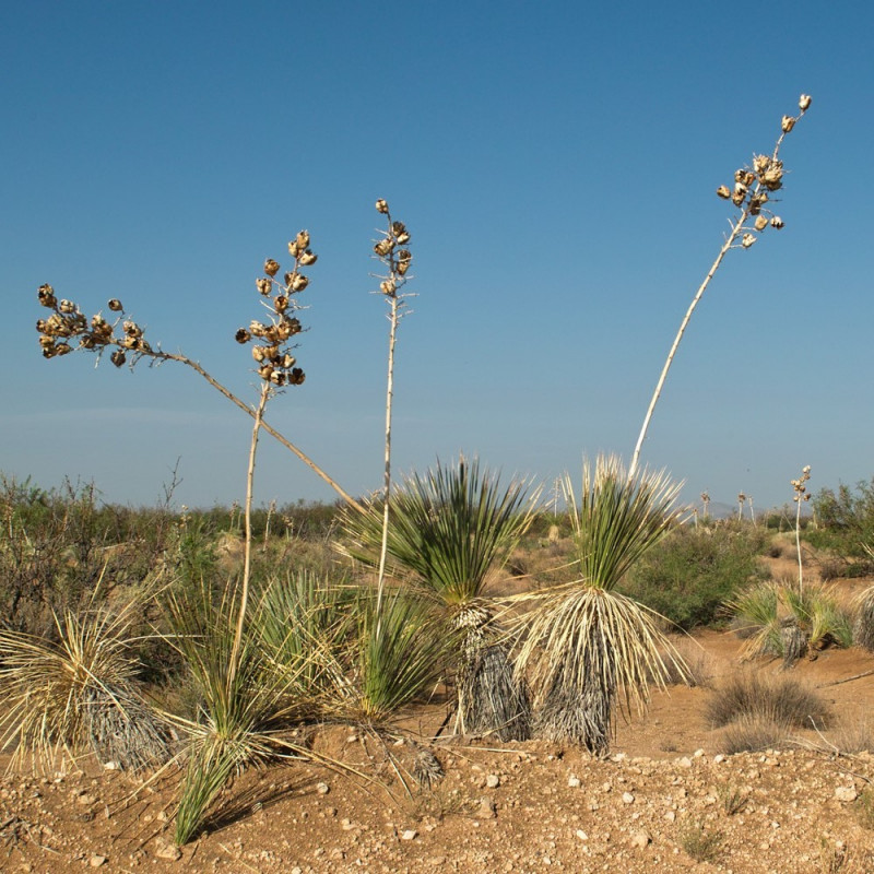 Yucca elata par Dicklyon de Wikimedia commons