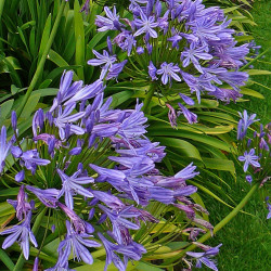 Agapanthus queen de Tim Green from Bradford, CC BY 2.0, via Wikimedia Commons