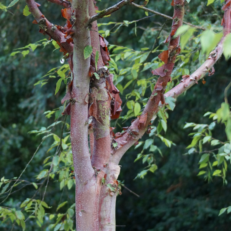 Betula albosinensis de Wolfsun486, CC BY-SA 4.0, via Wikimedia Commons
