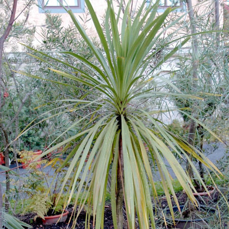 cordyline australis indivisa hort