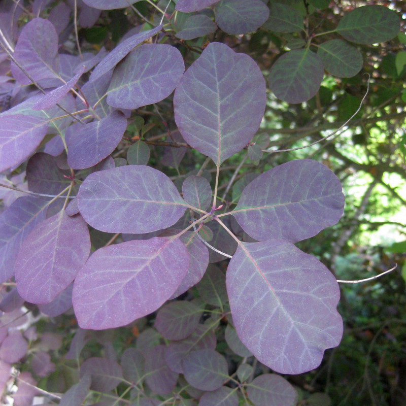 Cotinus coggygria de Wilhelm Zimmerling PAR, CC BY-SA 4.0, via Wikimedia Commons