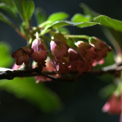Enkianthus campanulatus var. palibinii de Averater, CC BY-SA 3.0, via Wikimedia Commons