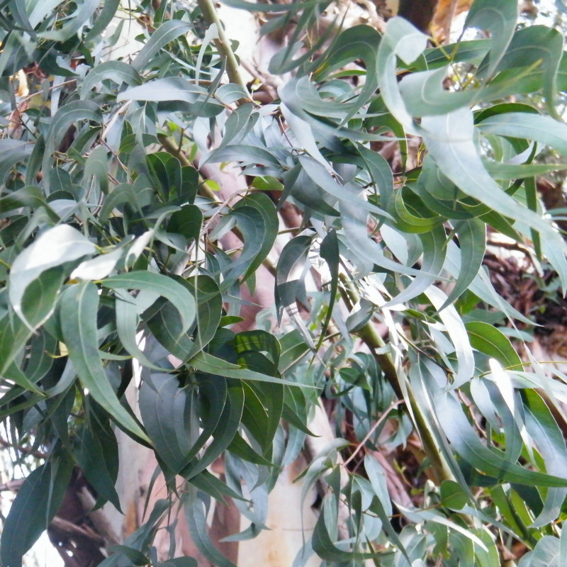 Eucalyptus viminalis de Mr.Rosewater, CC BY-SA 3.0, via Wikimedia Commons