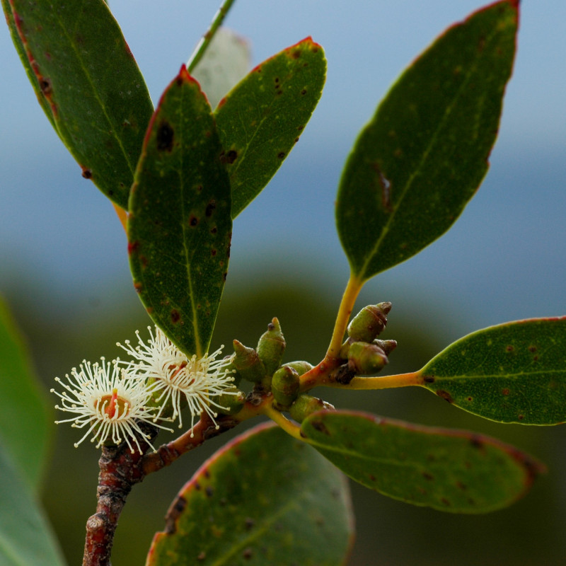 Eucalyptus subcucrenulata de Fuyomeh, CC BY-SA 4.0, via Wikimedia Commons