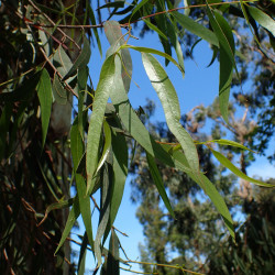 Eucalyptus rubida de Krzysztof Ziarnek, Kenraiz, CC BY-SA 4.0, via Wikimedia Commons