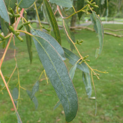 Eucalyptus glaucescensde Geoff Derrin, CC BY-SA 4.0, via Wikimedia Commons (2)