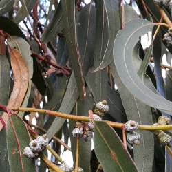 Eucalyptus bicostata de Margaret Donald from Sydney, Australia, CC BY-SA 2.0, via Wikimedia Commons