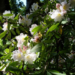 Rhododendron fortunei subsp. discolor par Daderot de Wikimedia commons