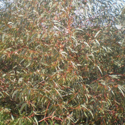 Eucalyptus torquata de Consultaplantas, CC BY-SA 4.0, via Wikimedia Commons