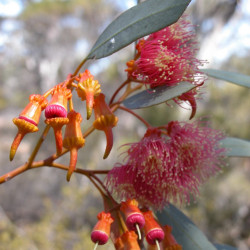 Eucalyptus torquata de BoundaryRider at en.wikipedia, CC BY-SA 3.0, via Wikimedia Commons