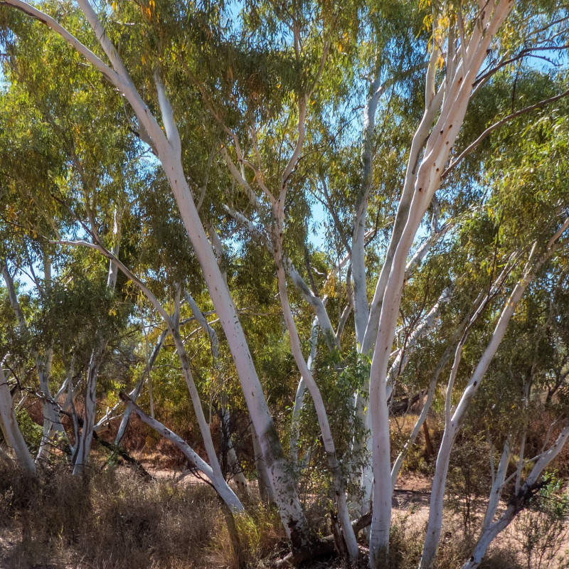 Graines D'Eucalyptus Citriodora - 20 Graines Gomme Parfum Citron | Arbre à Écorce Blanche