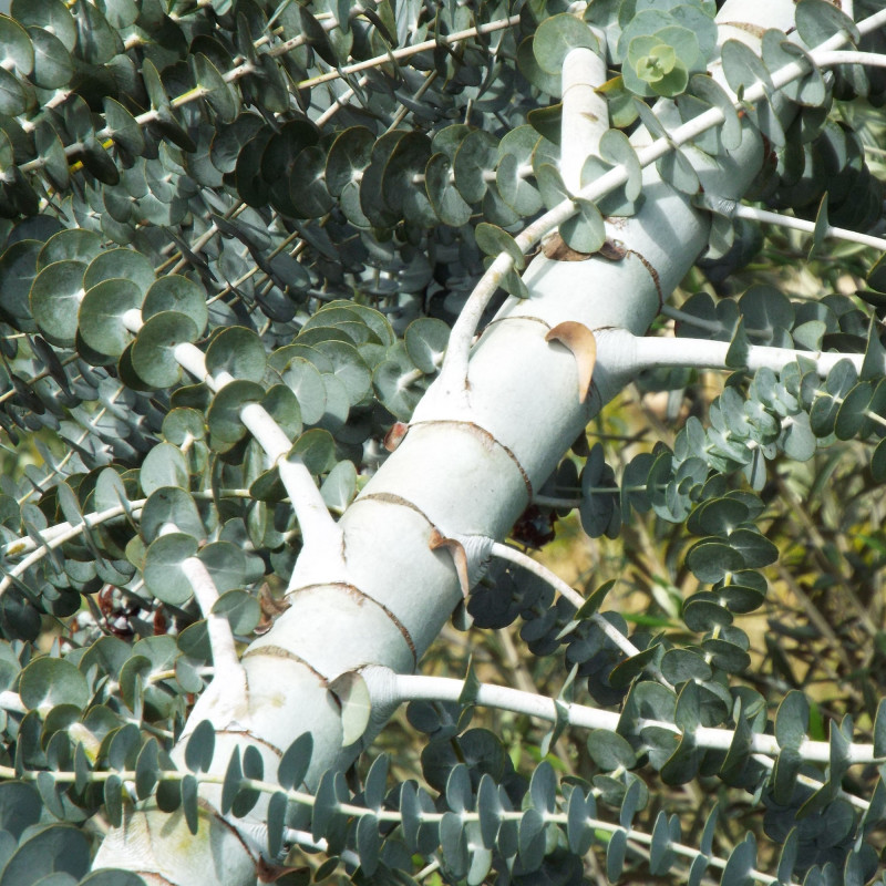 Eucalyptus pulverulenta de Forest & Kim Starr, CC BY 3.0 US via Wikimedia Commons