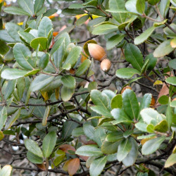 Quercus phillyraeoides par Daderot de Wikimedia commons
