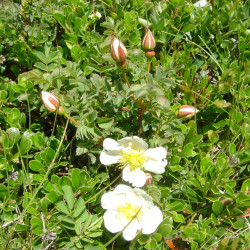 Rosa pimpinellifolia par Ghislain118 de Wikimedia commons