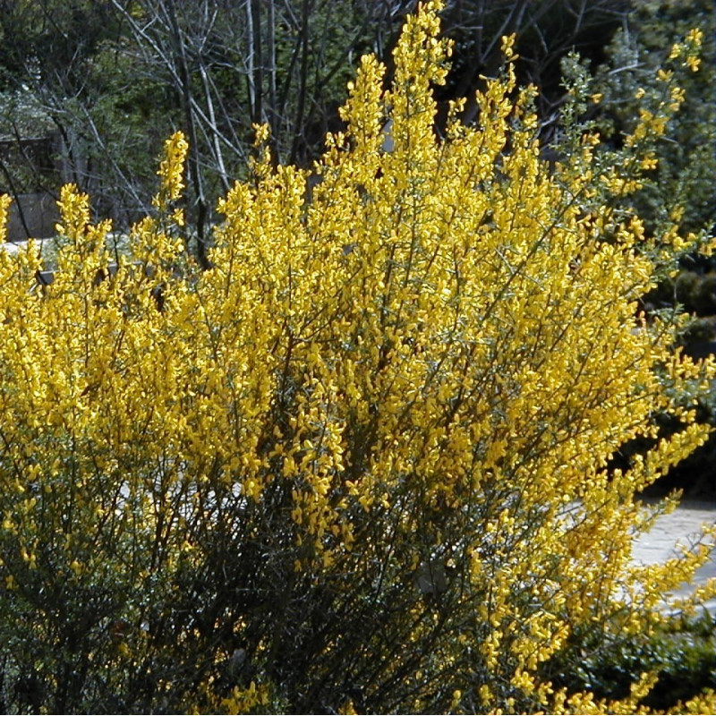 Graines De Gen t pineux Semences De Genista Scorpius graines-de-gen-t-pineux-semences-de-genista-scorpius