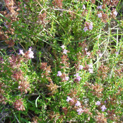 Thymus hyemalis par Retama de Wikimedia commons