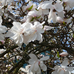 Magnolia stellata de 4028mdk09, CC BY-SA 3.0, via Wikimedia Commons
