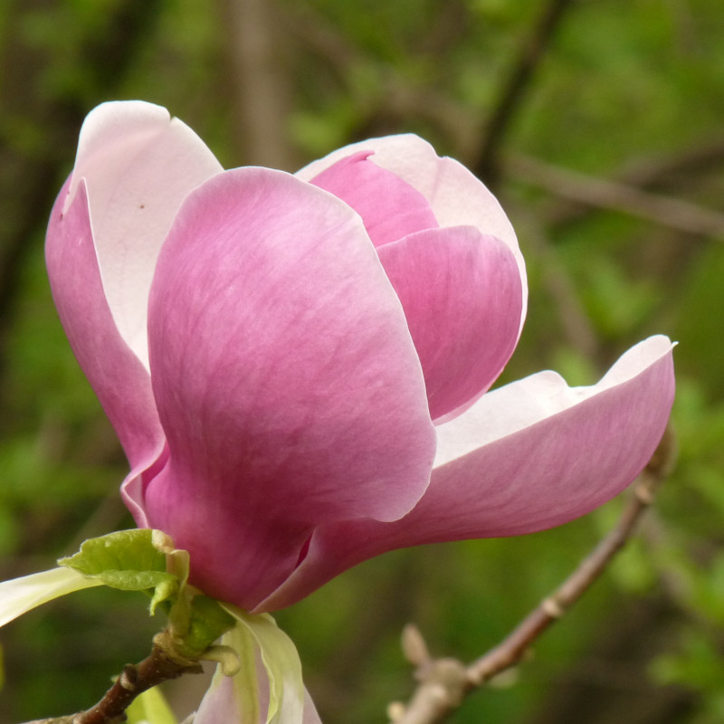 Magnolia soulangeana de Kroton, CC BY 3.0, via Wikimedia Commons
