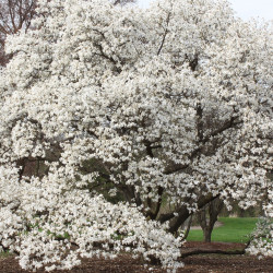 Magnolia kobus de Bruce Marlin, CC BY-SA 3.0, via Wikimedia Commons