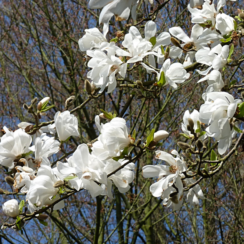 Magnolia kobus de Jamain, CC BY-SA 3.0, via Wikimedia Commons