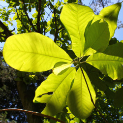 Magnolia officinalis de Crusier, CC BY-SA 3.0, via Wikimedia Commons