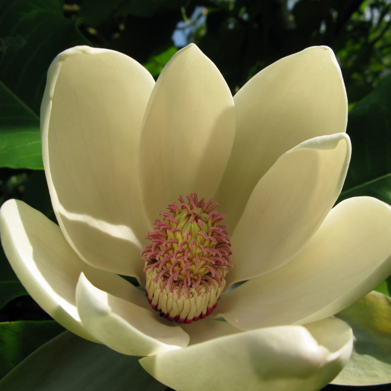Magnolia offiinalis de Karlostachys, CC BY-SA 3.0, via Wikimedia Commons