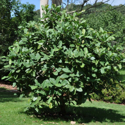 Magnolia delavayi de © Citron, CC-BY-SA-3.0 via Wikimedia Commons