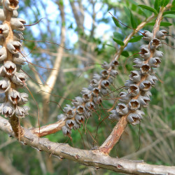 Melaleuca hypericifolia de John Tann from Sydney, Australia, CC BY 2.0, via Wikimedia Commons