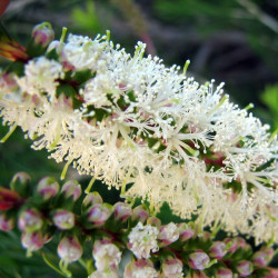 Fleurs de Myrte à miel de bracelet - Melaleuca armillaris