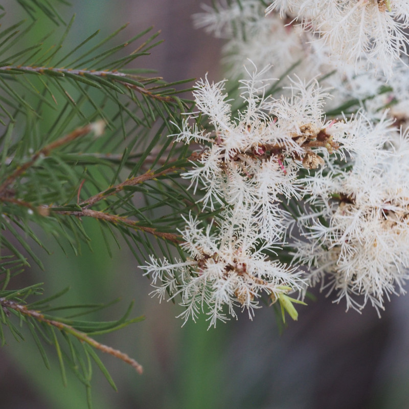 Melaleuca alternifolia de Geoff Derrin, CC BY-SA 4.0, via Wikimedia Commons