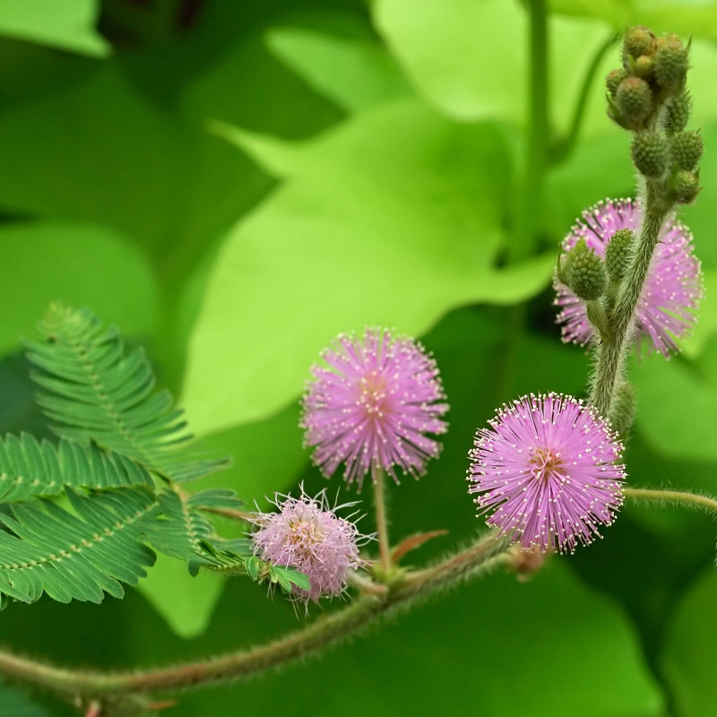Fleur-Mimosa pudica-Sensitive 5000 graines en vrac