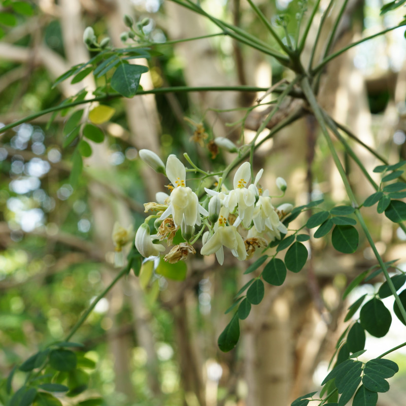 Graine Moringa oleifera e Prenn, CC BY-SA 3.0, via Wikimedia Commons