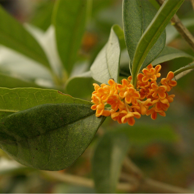 50 Graines De Plantes Osmanthus Jaune