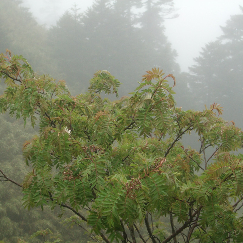 Sorbus randaiensis par Shihchuan de Wikimedia commons