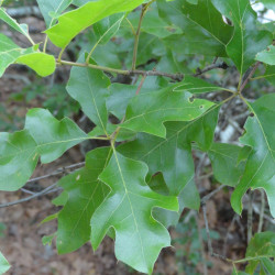 Quercus georgiana de Adellefrank, CC BY-SA 4.0, via Wikimedia Commons
