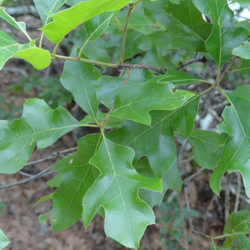 Quercus georgiana de Adellefrank, CC BY-SA 4.0, via Wikimedia Commons Quercus georgiana de Adellefrank, CC BY-SA 4.0, via Wikimedia Commons