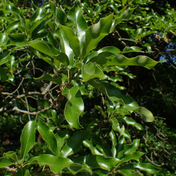 Quercus imbricaria de Krzysztof Ziarnek, Kenraiz, CC BY-SA 4.0 via Wikimedia Commons