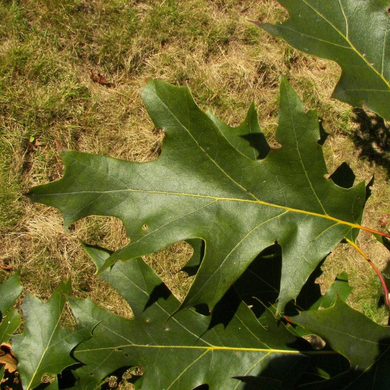 Quercus velutina de Willow, CC BY-SA 3.0, via Wikimedia Commons