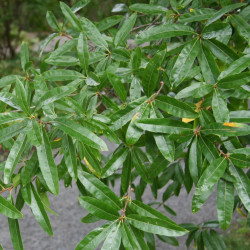 Quercus phellos de Michael Wolf, CC BY-SA 3.0, via Wikimedia Commons