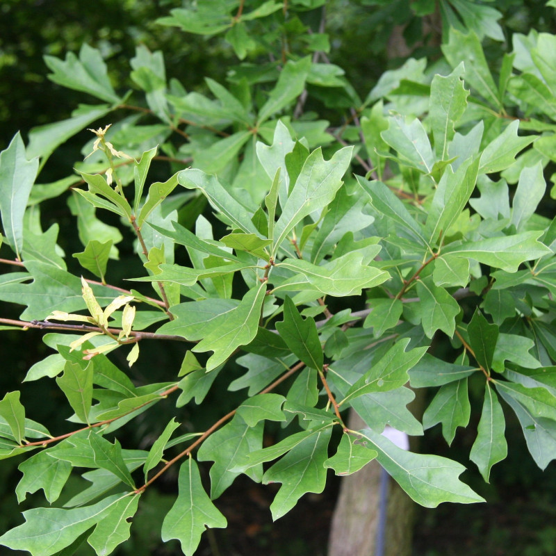 Quercus nigra de Michael Wolf, CC BY-SA 3.0, via Wikimedia Commons