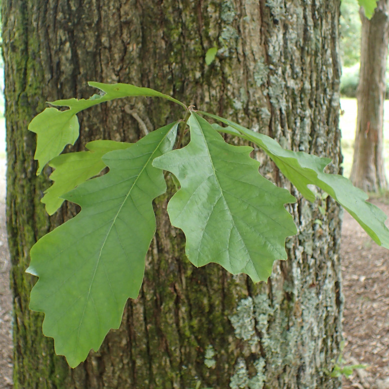 Quercus bicolor de Krzysztof Ziarnek, Kenraiz, CC BY-SA 4.0, via Wikimedia Commons