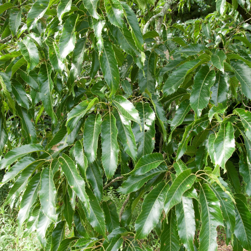 Quercus acutissima de Σ64, CC BY 3.0, via Wikimedia Commons