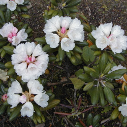 Rhododendron yakusimanum de A. Barra, CC BY 3.0, via Wikimedia Commons