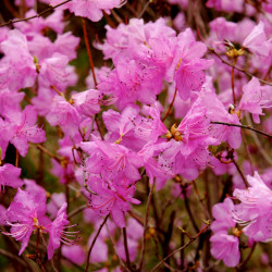 Rhododendron mucronulatum de Tae Hoon Kang, CC BY 2.0, via Wikimedia Commons