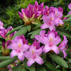 Rhododendron catawbiense e Kor!An (Андрей Корзун), CC BY-SA 3.0, via Wikimedia Commons
