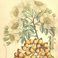 Rosa soulieana par M. Smith de Wikimedia commons