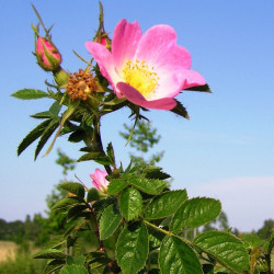 Rosa rubiginosa par Sebastian Bieber de Wikimedia commons