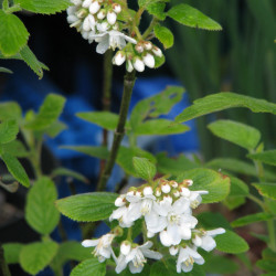 Jamesia americana par peganum de Wikimedia commons