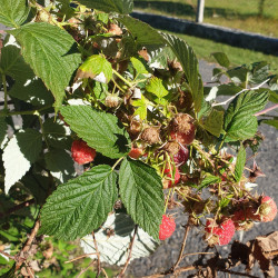 Rubus idaeus Semences du Puy