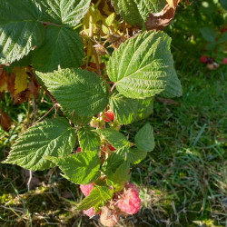 Graines 25+ Rubus idaeus Graines framboisier Bush 
